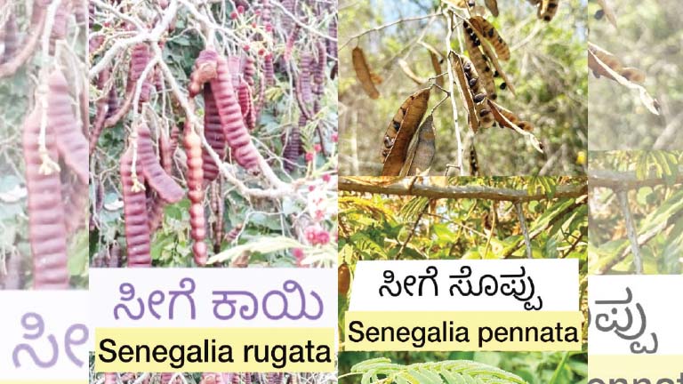 ಸೀಗೆ-ಸೊಪ್ಪು