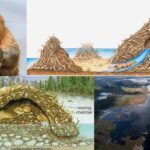 beaver-golden-graduate-of-natures-university