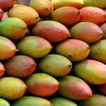 centre-approves-procurement-of-khopra-totapuri-mangoes-in-tamil-nadu-to-protect-farmers