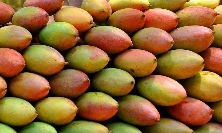 centre-approves-procurement-of-khopra-totapuri-mangoes-in-tamil-nadu-to-protect-farmers