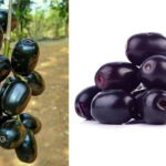 Medicinal jamun fruit the panacea of ​​health