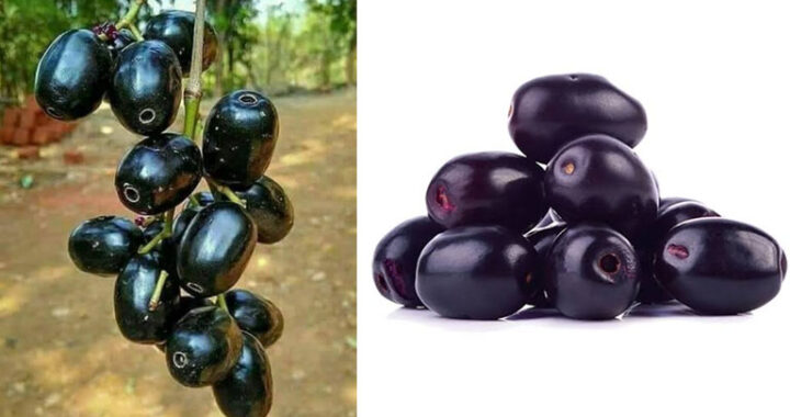 ವನೌಷಧಿ ನೇರಳೆ ಹಣ್ಣು: ಆರೋಗ್ಯದ ಸಂಜೀವಿನಿ