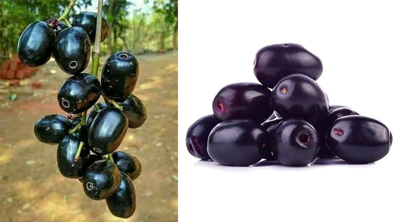 ವನೌಷಧಿ ನೇರಳೆ ಹಣ್ಣು: ಆರೋಗ್ಯದ ಸಂಜೀವಿನಿ