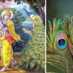 The Story of a Peacock Feather