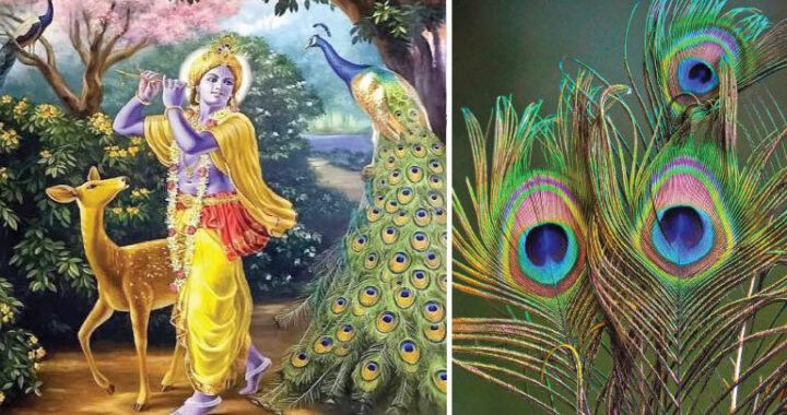 ಒಂದು ನವಿಲುಗರಿಯ ಕಥೆ