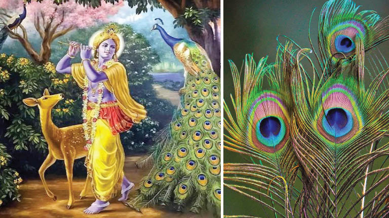 The Story of a Peacock Feather