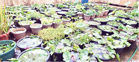 krishiyinda baduku column by Sudha sandeep