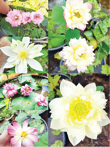 krishiyinda baduku column by Sudha sandeep